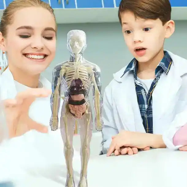 Clear 3D Human Anatomy Model – Removable Organs & Skeleton