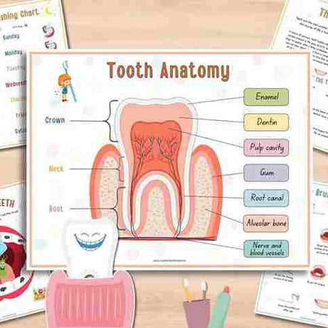 Human Anatomy Busy Book