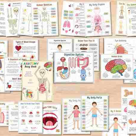 Human Anatomy Busy Book