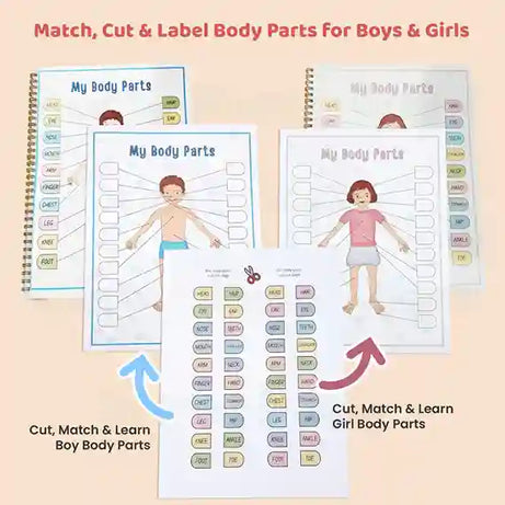 Human Anatomy Busy Book