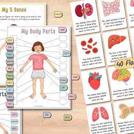 Human Anatomy Busy Book