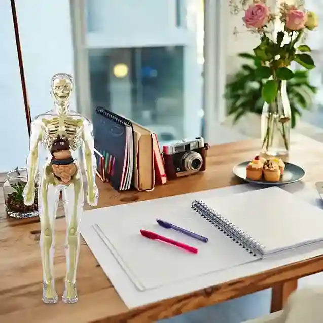 Clear Human Body Structure Model For Kids