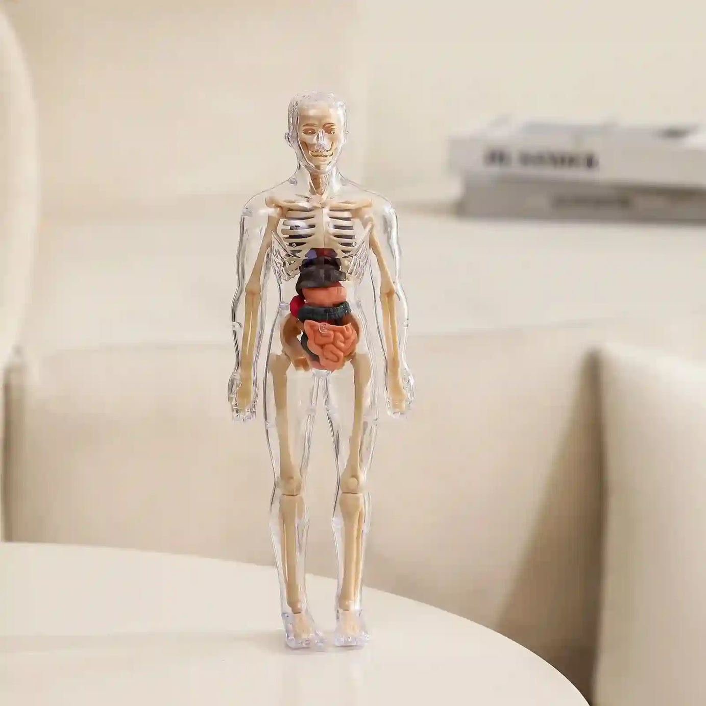 Clear 3D Human Anatomy Model – Removable Organs & Skeleton