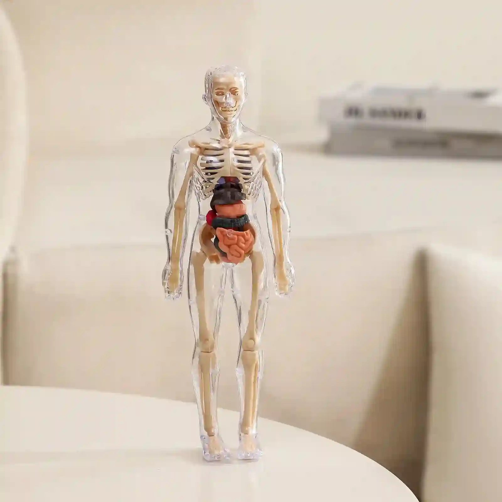 Clear 3D Human Anatomy Model – Removable Organs & Skeleton