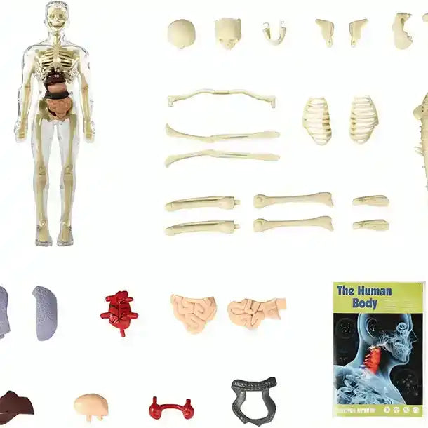Clear Human Body Structure Model For Kids