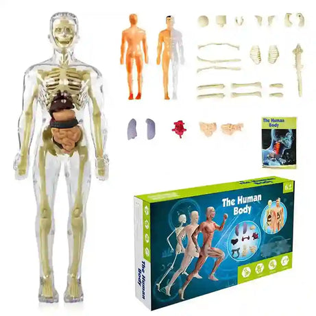 Clear Human Body Structure Model For Kids