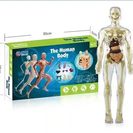 Clear 3D Human Anatomy Model – Removable Organs & Skeleton