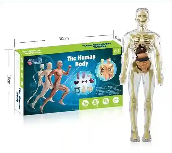 Clear 3D Human Anatomy Model – Removable Organs & Skeleton