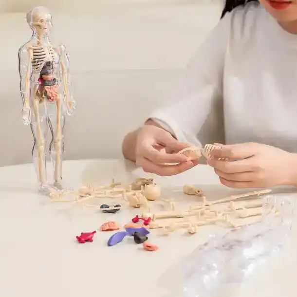Clear Human Body Structure Model For Kids