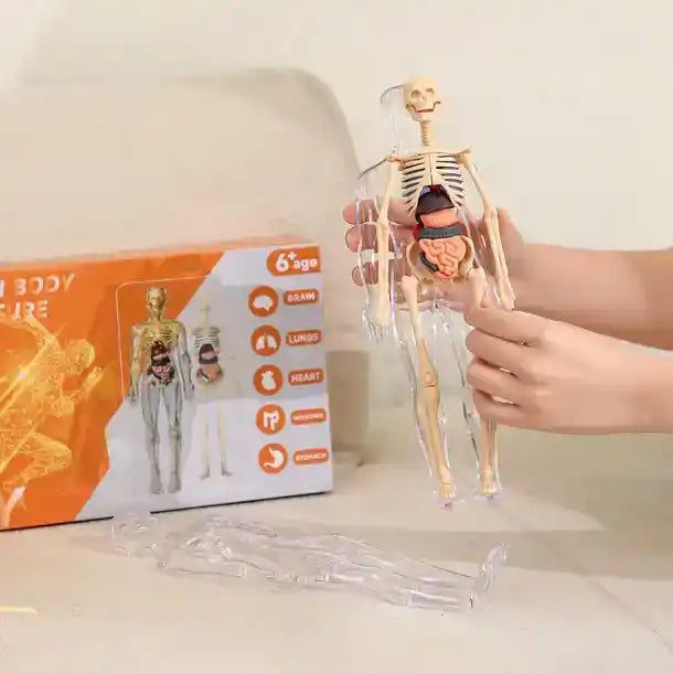 Clear Human Body Structure Model For Kids