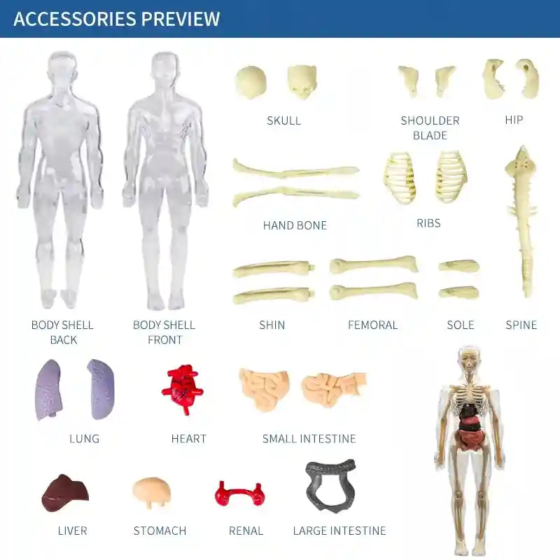 Clear 3D Human Anatomy Model – Removable Organs & Skeleton