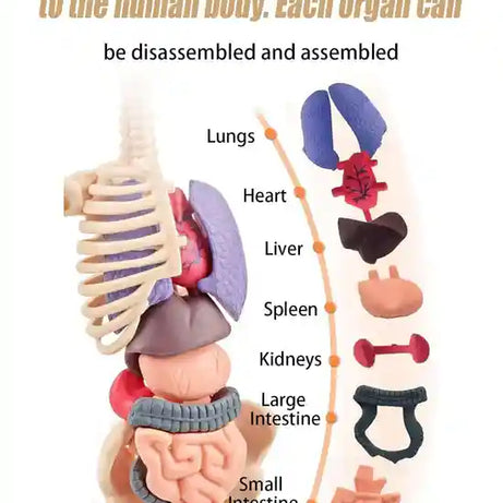Clear 3D Human Anatomy Model – Removable Organs & Skeleton