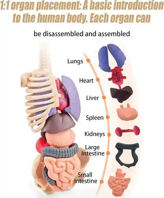 Clear 3D Human Anatomy Model – Removable Organs & Skeleton