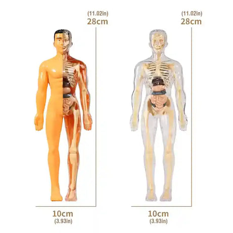 Clear 3D Human Anatomy Model – Removable Organs & Skeleton