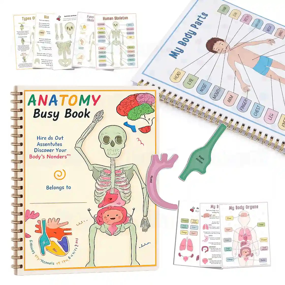 Human Anatomy Busy Book